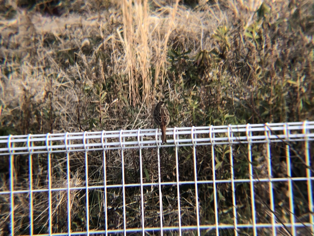 ホオジロ 牟礼町 1月