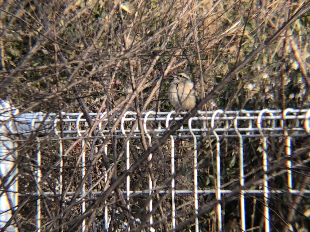 ホオジロ 牟礼町 1月