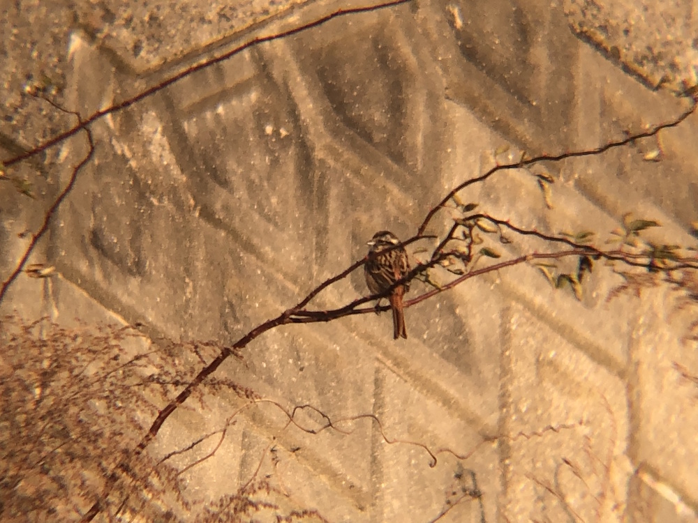 ホオジロ 牟礼町 1月