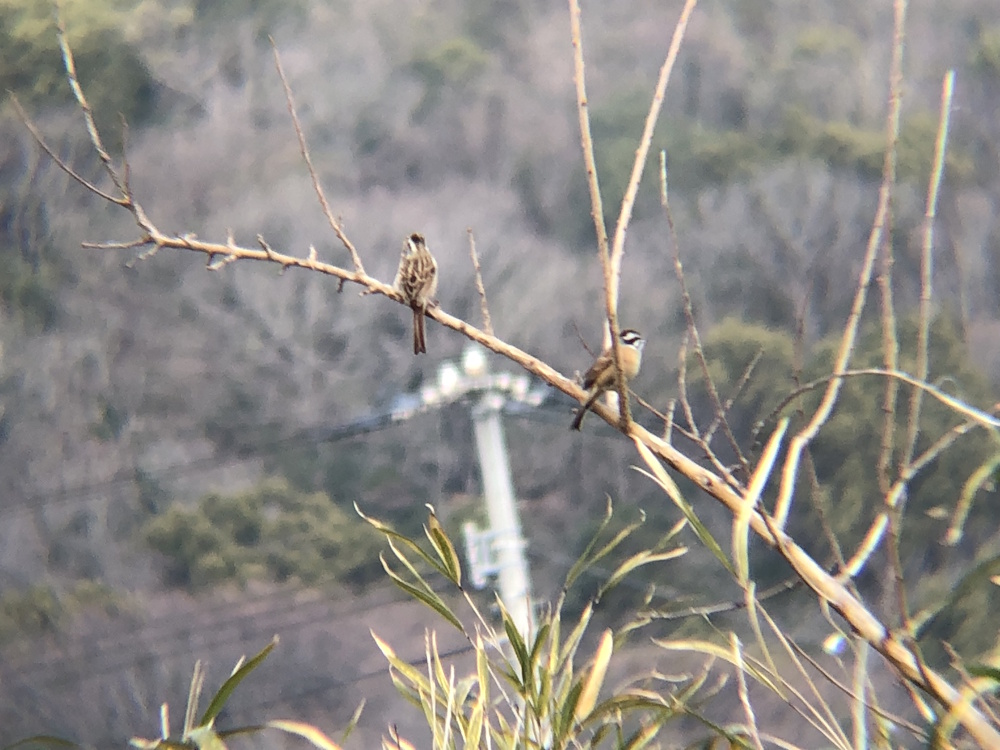 ホオジロ 牟礼町 2月