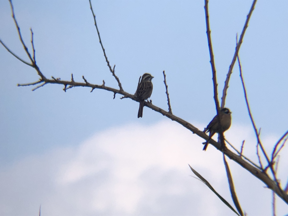 ホオジロ 牟礼町 2月