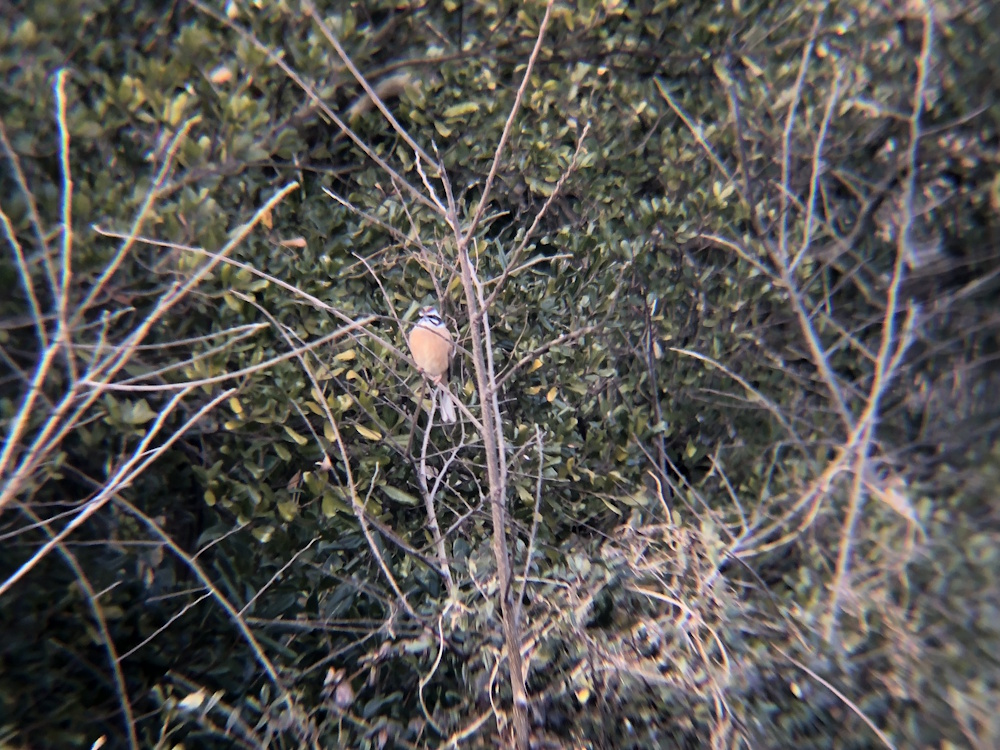 ホオジロ 牟礼町 2月