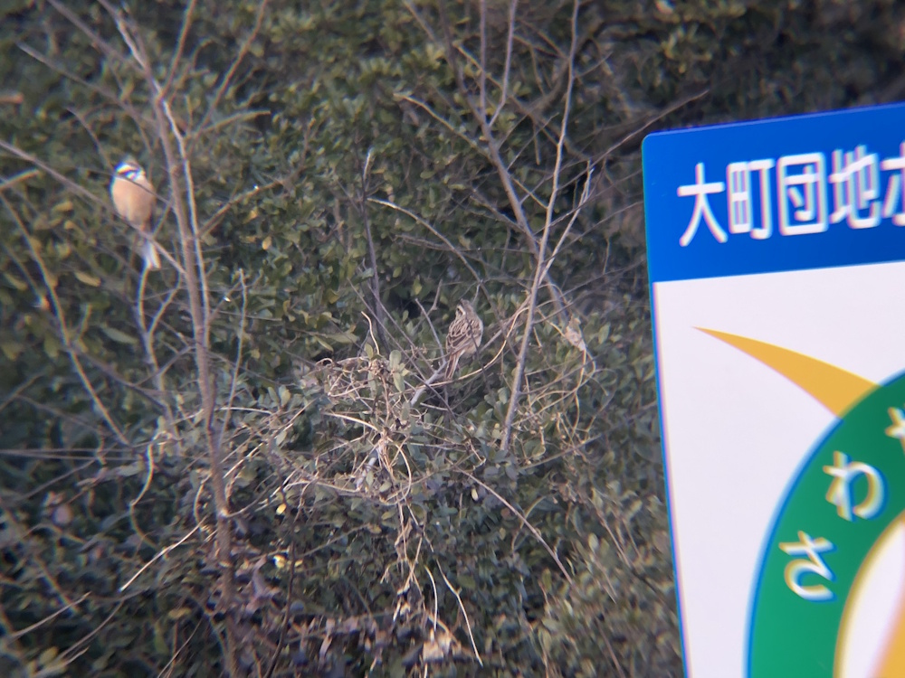 ホオジロ 牟礼町 2月