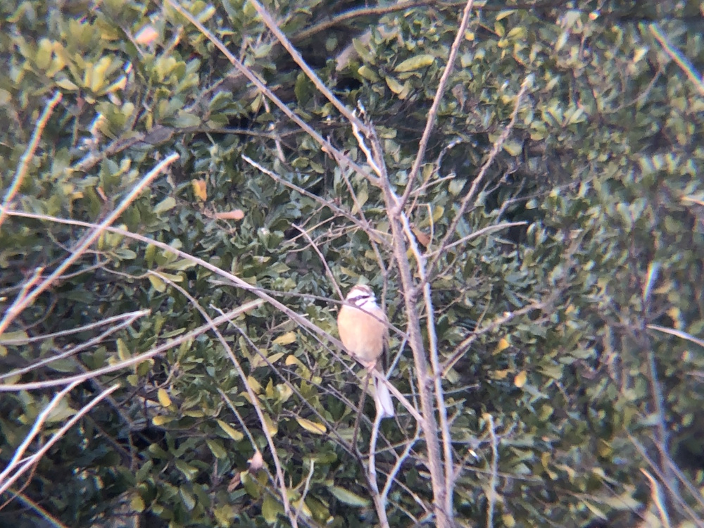 ホオジロ 牟礼町 2月