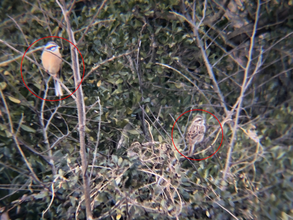 ホオジロ つがい