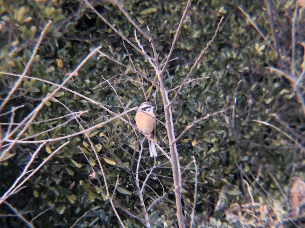 ホオジロ 牟礼町 2月