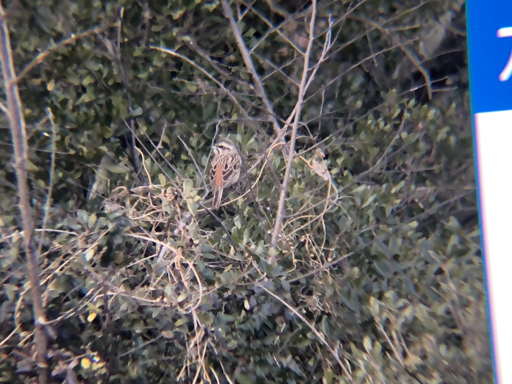 ホオジロ 牟礼町 2月
