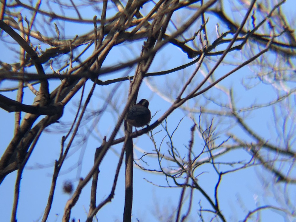 ヤマガラ 高松市屋島山上2月
