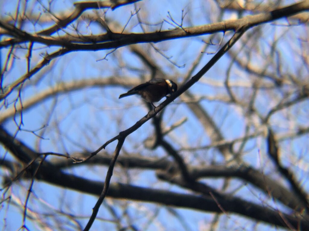ヤマガラ 高松市屋島山上2月