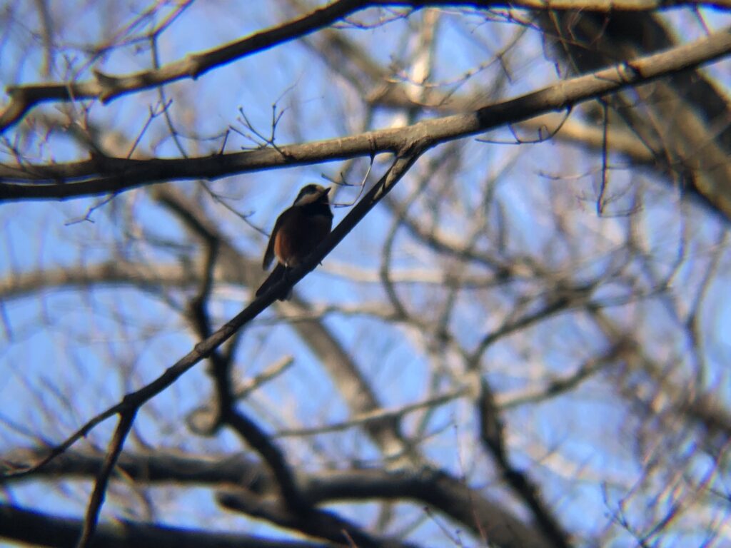ヤマガラ 高松市屋島山上2月
