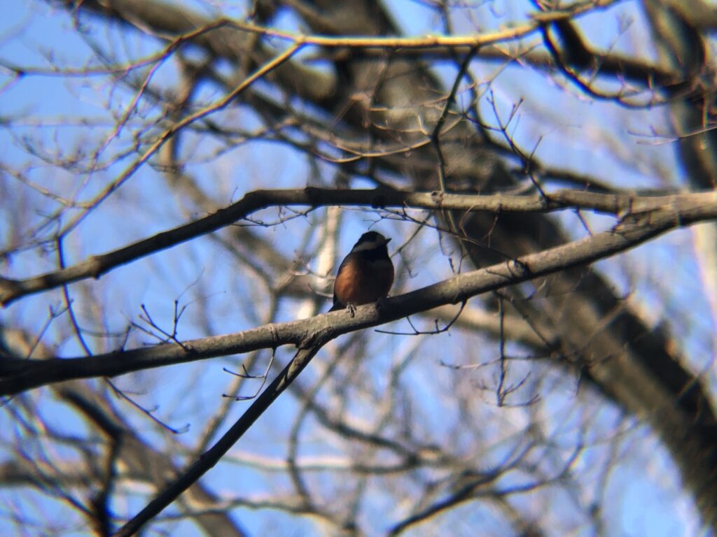 ヤマガラ 高松市屋島山上2月