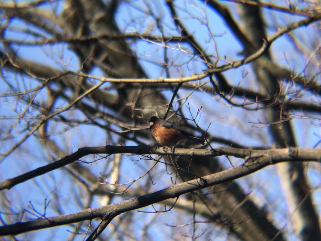 ヤマガラ 高松市屋島山上2月