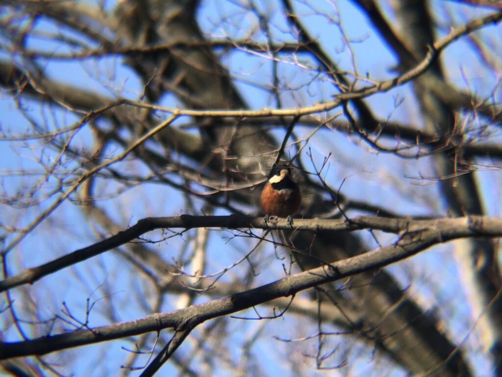 ヤマガラ 高松市屋島山上2月