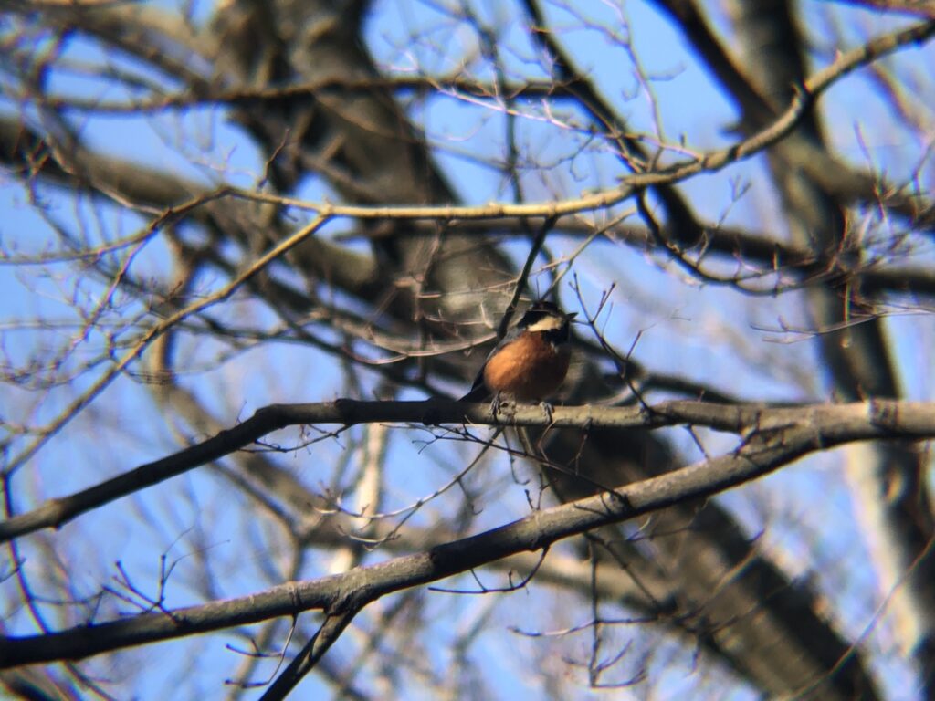 ヤマガラ 高松市屋島山上2月