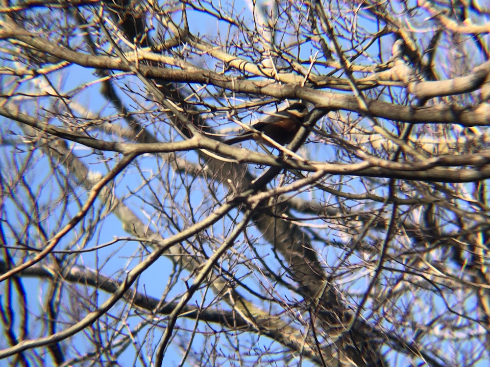 ヤマガラ 高松市屋島山上2月