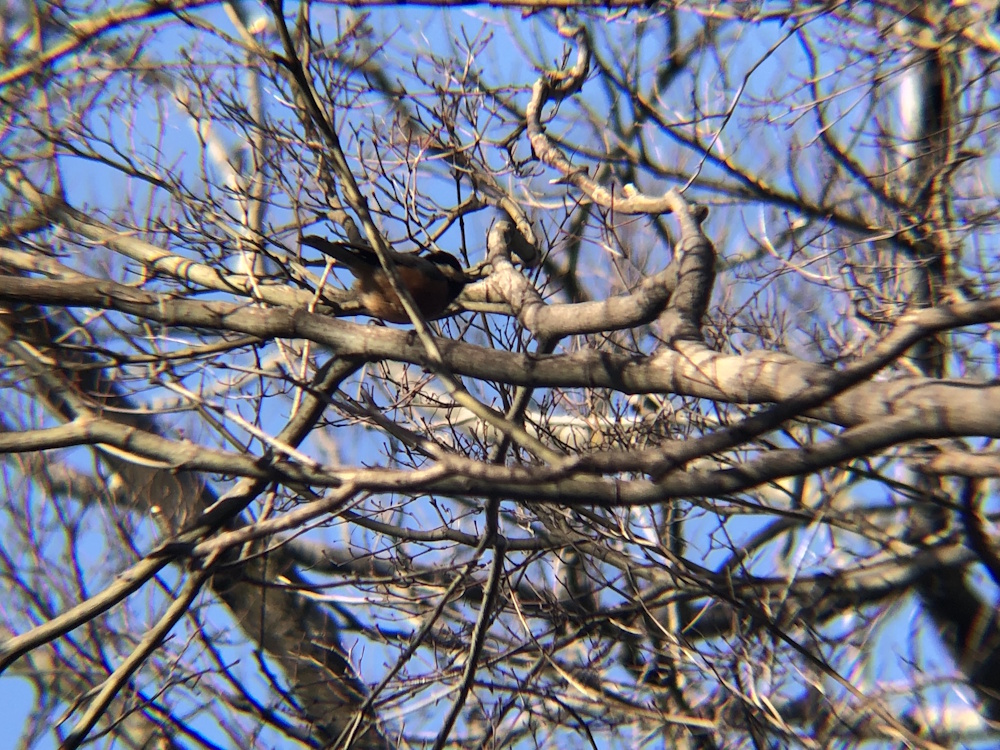 ヤマガラ 高松市屋島山上2月