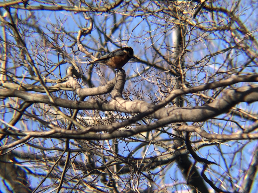 ヤマガラ 高松市屋島山上2月