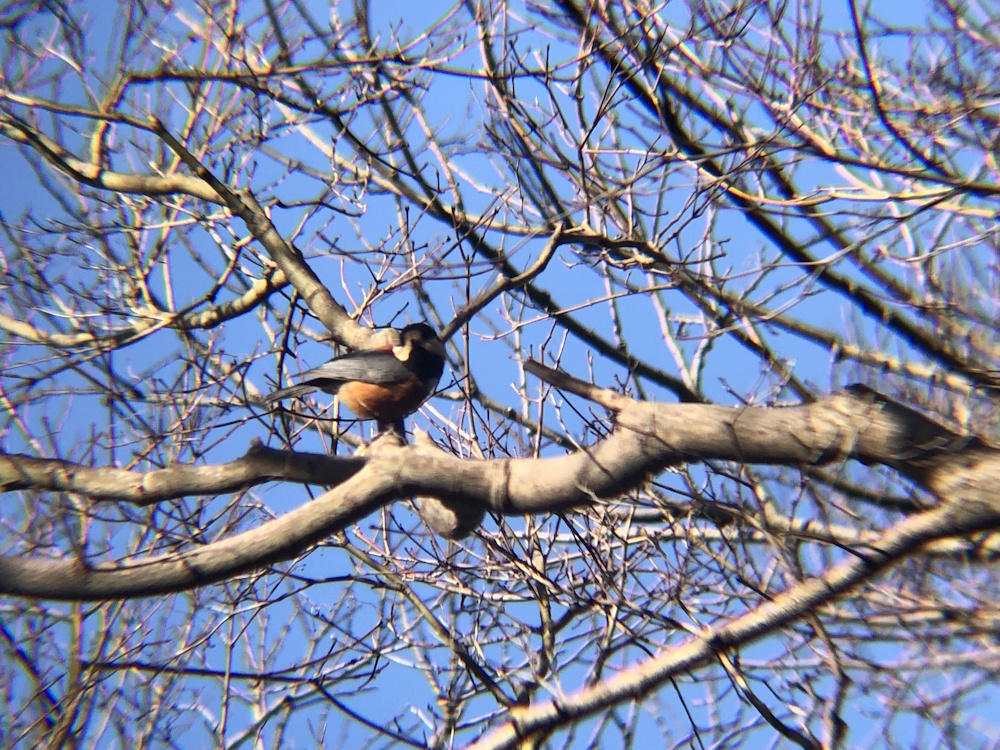 ヤマガラ 高松市屋島山上2月