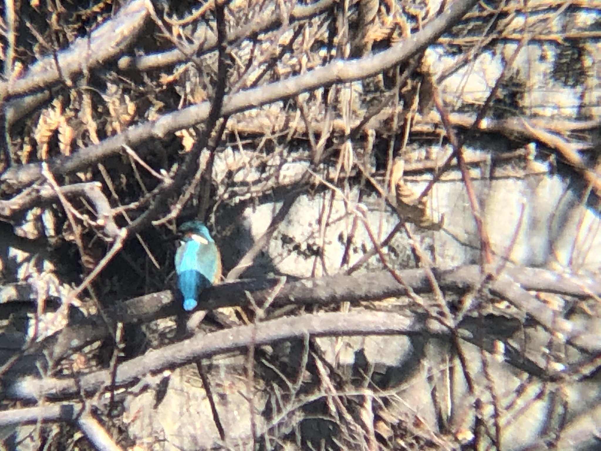 カワセミ 牟礼町ため池 2月