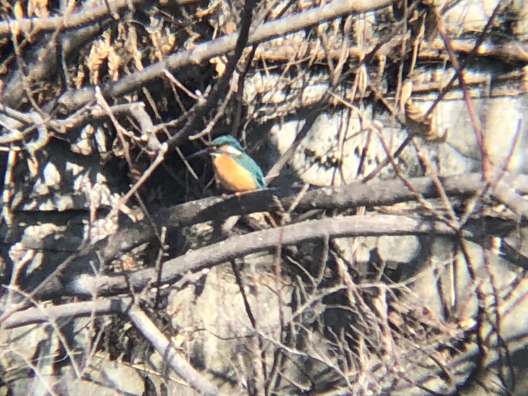 カワセミ 牟礼町ため池 2月