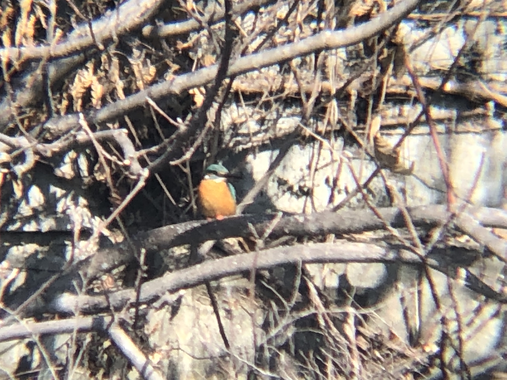 カワセミ 牟礼町ため池 2月