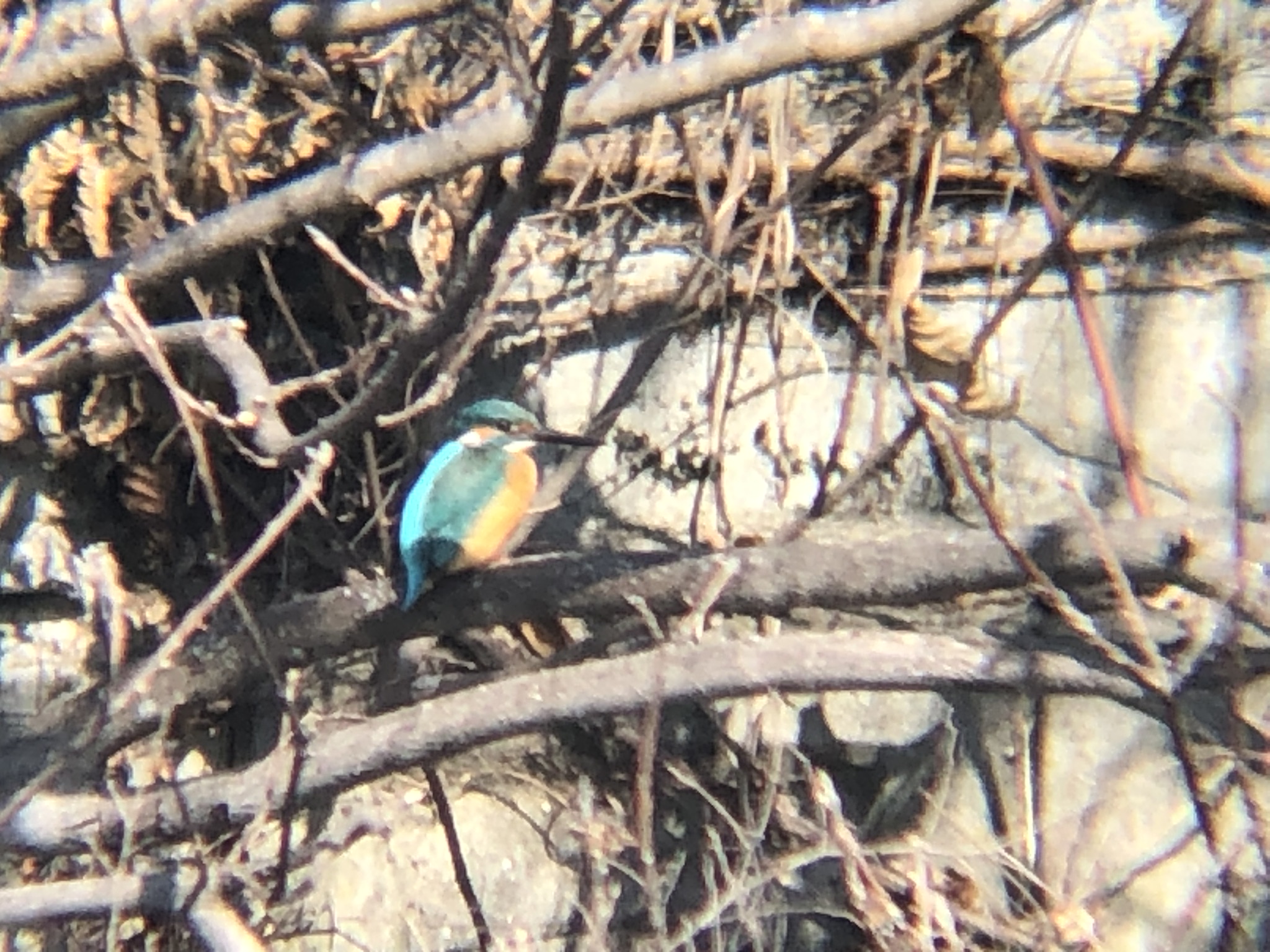 カワセミ 牟礼町ため池 2月