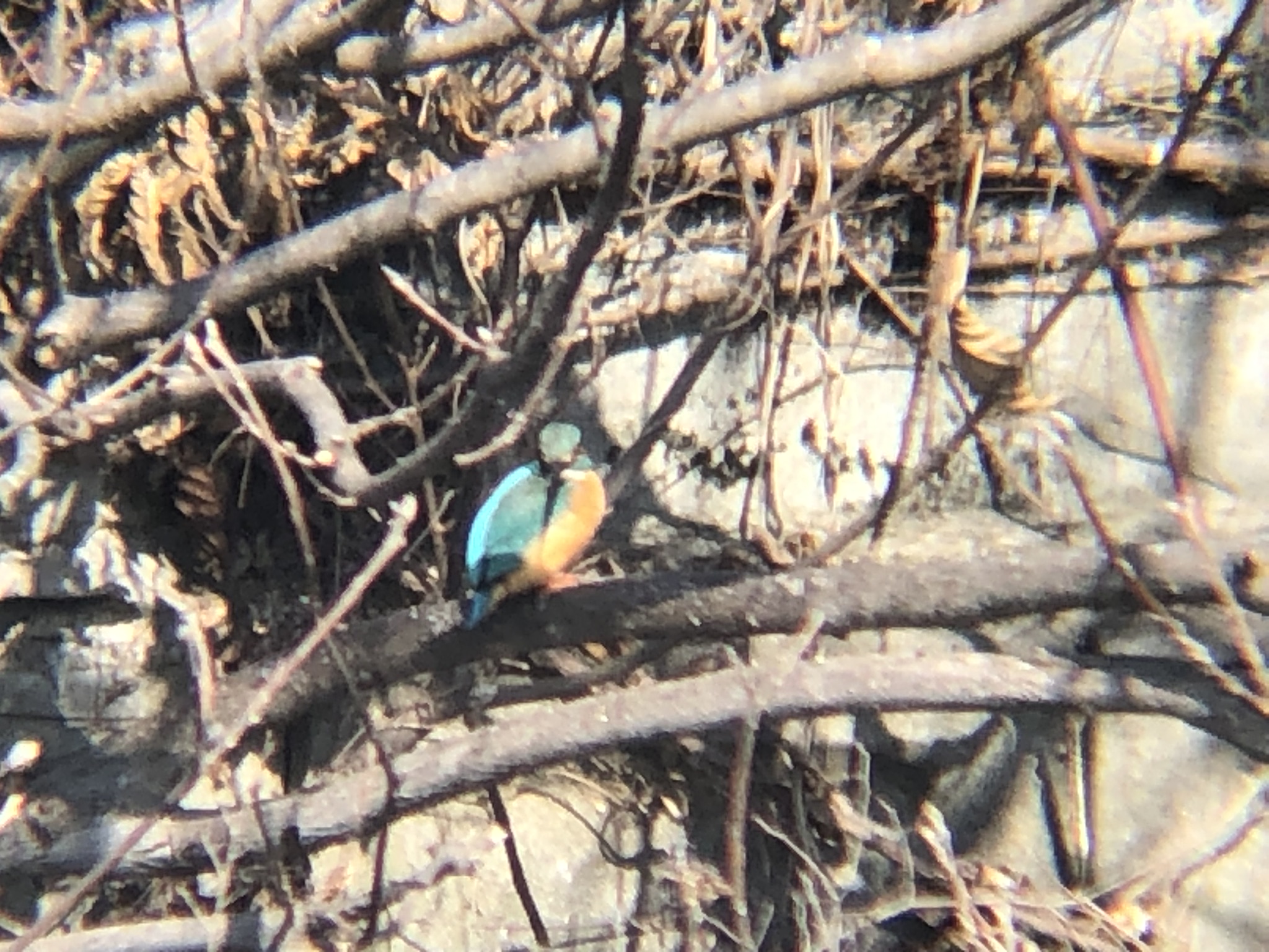 カワセミ 牟礼町ため池 2月