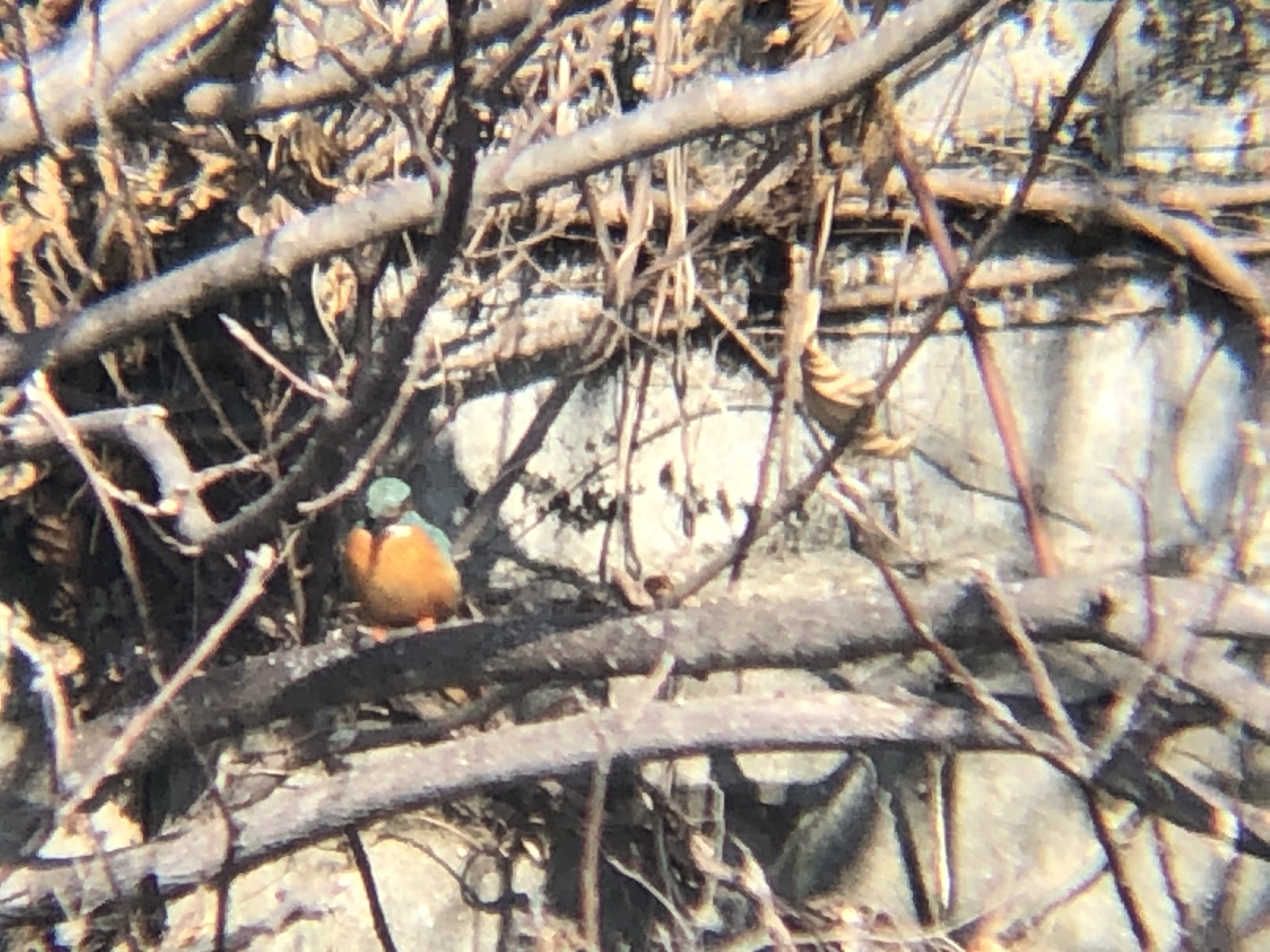 カワセミ 牟礼町ため池 2月