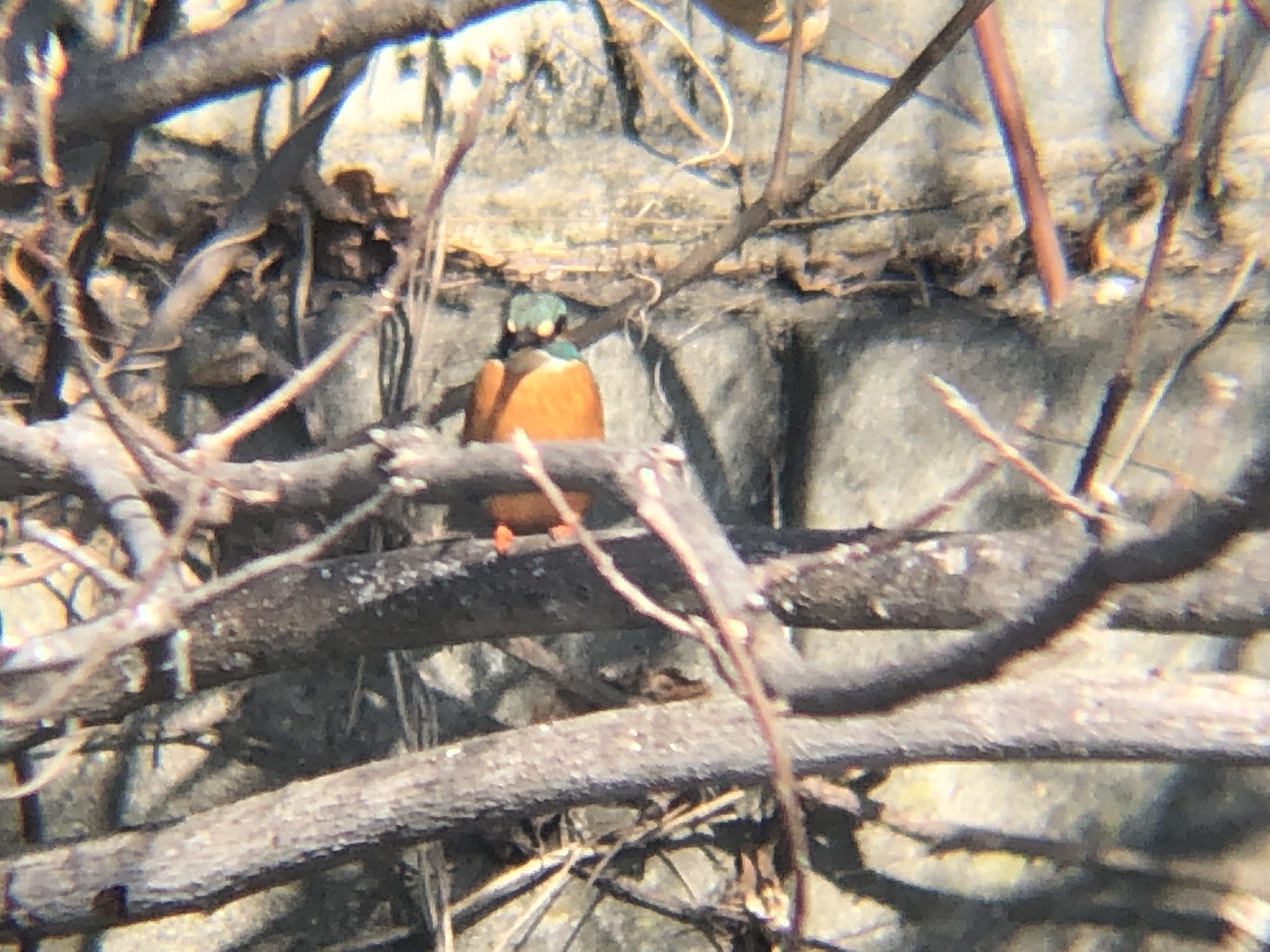 カワセミ 牟礼町ため池 2月