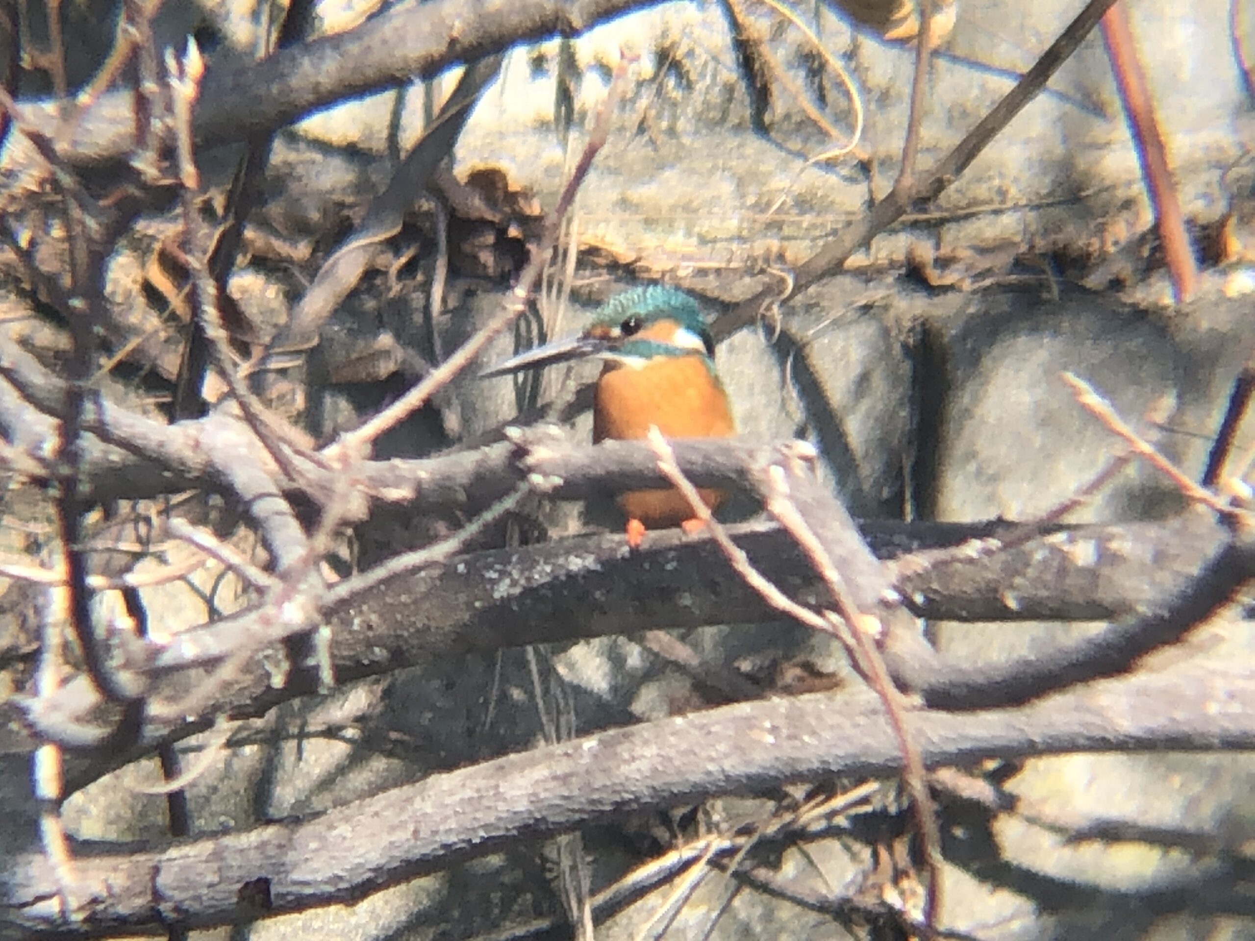 カワセミ 牟礼町ため池 2月