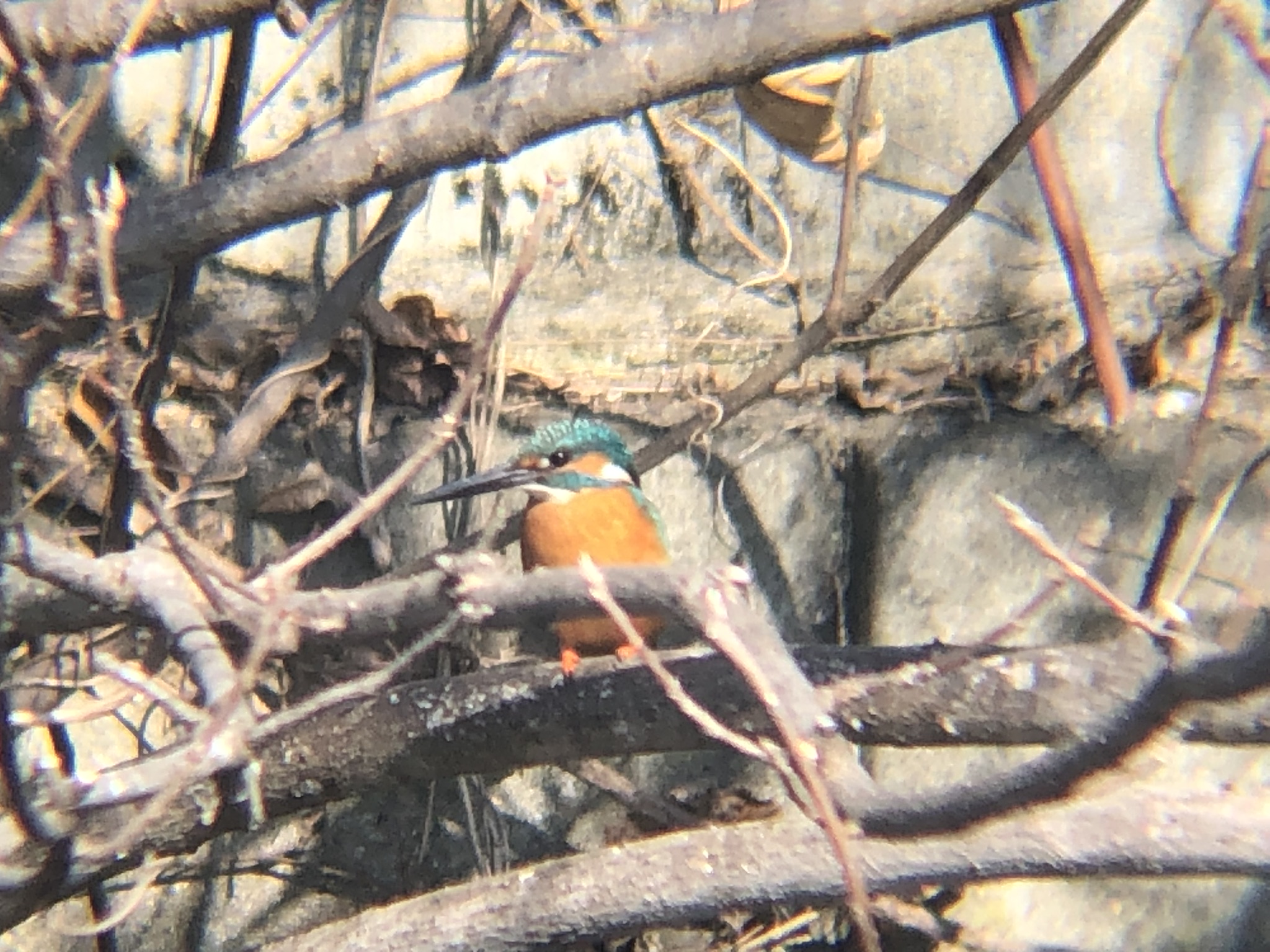 カワセミ 牟礼町ため池 2月