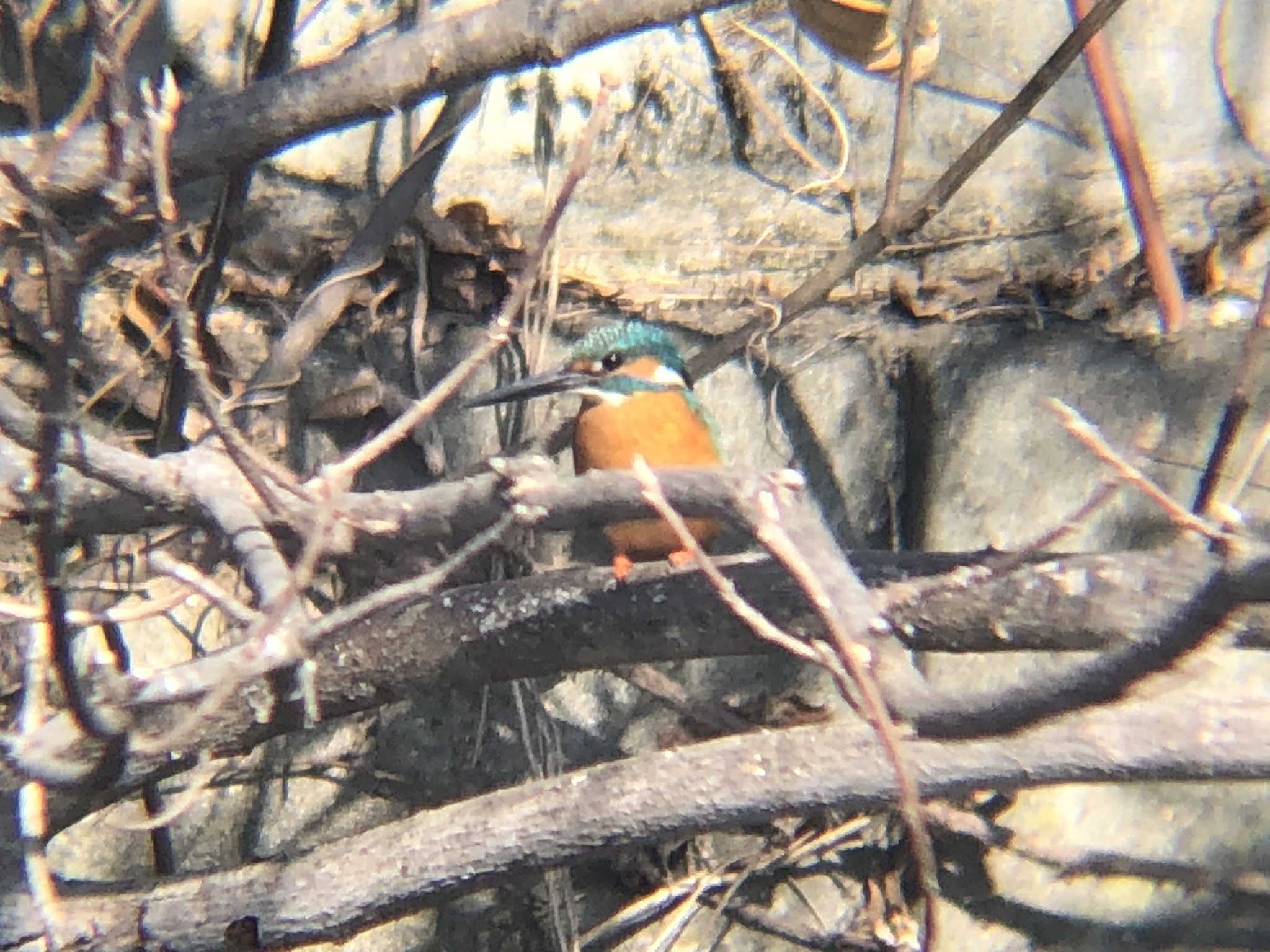 カワセミ 牟礼町ため池 2月