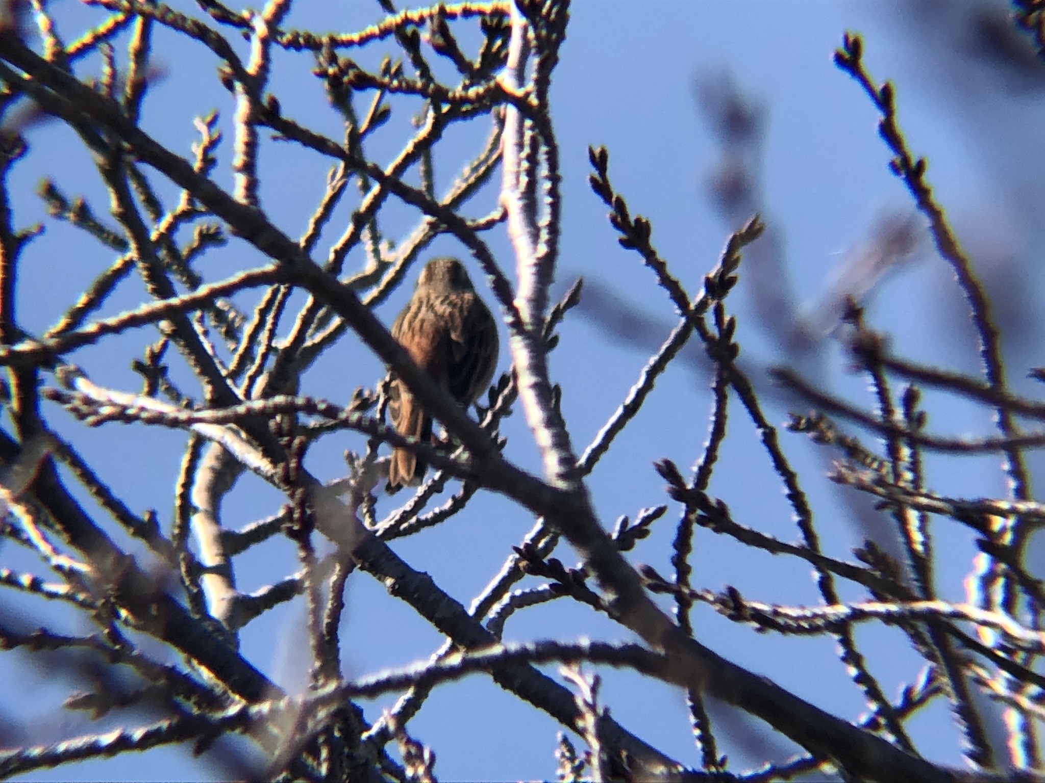 ホオジロ 牟礼町 大町3月