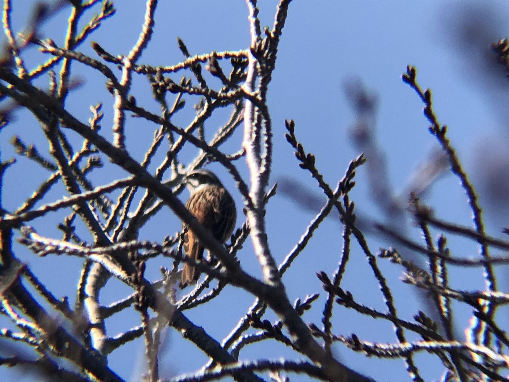 ホオジロ 牟礼町 大町3月