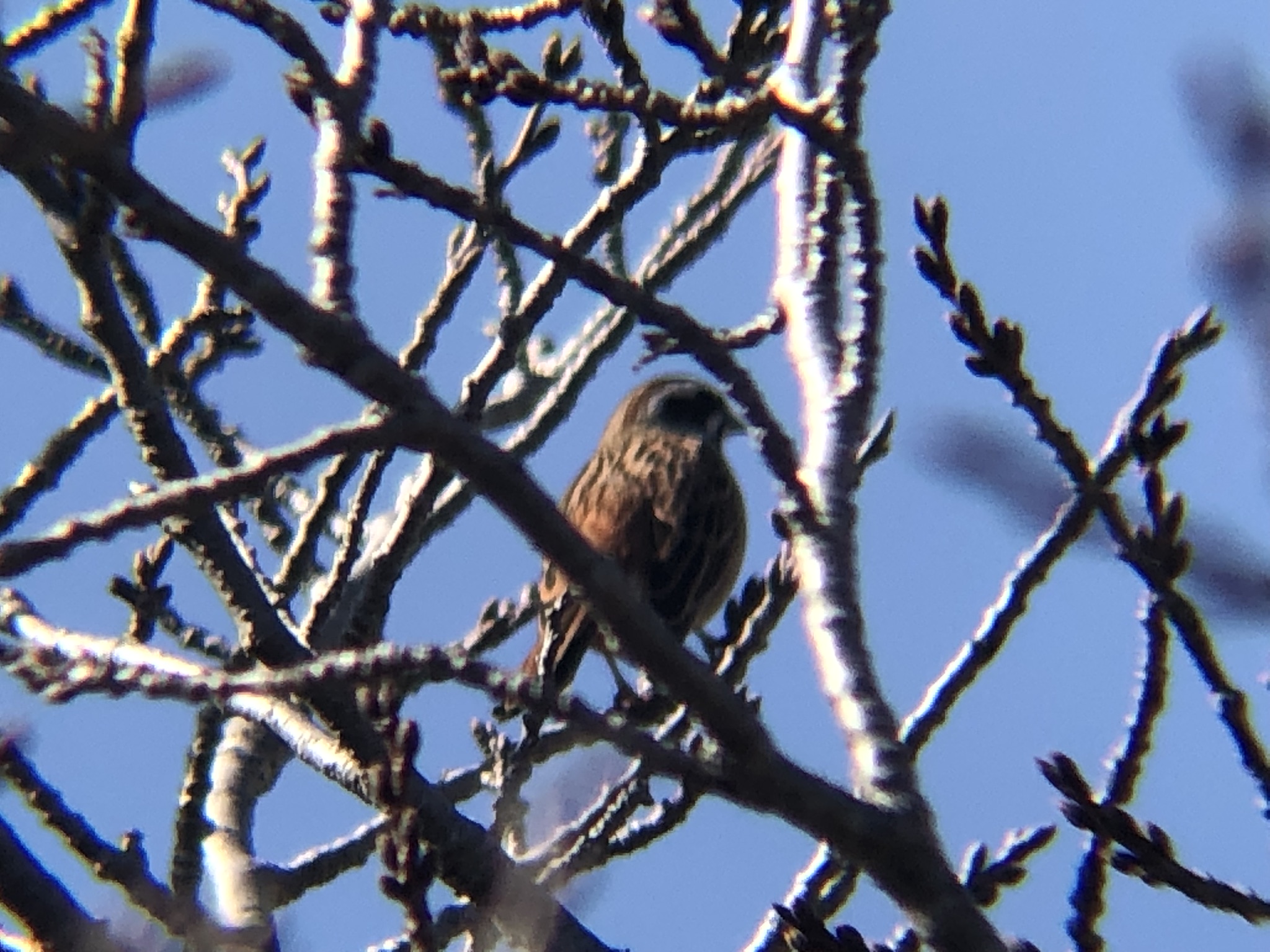 ホオジロ 牟礼町 大町3月