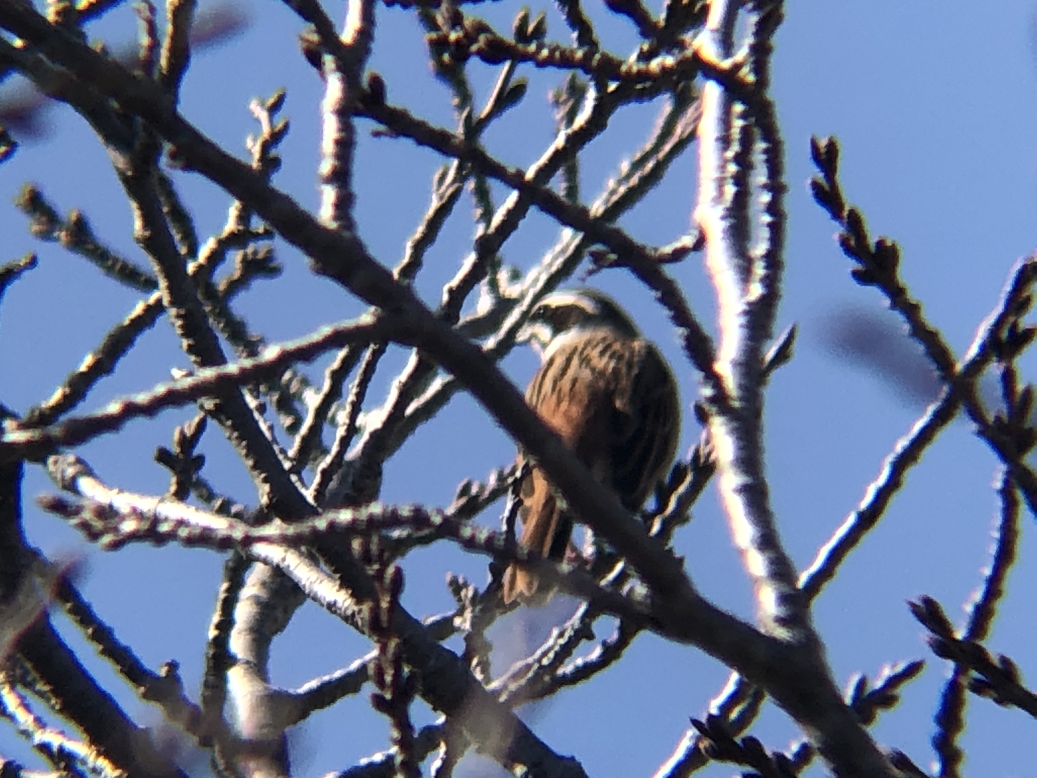 ホオジロ 牟礼町 大町3月