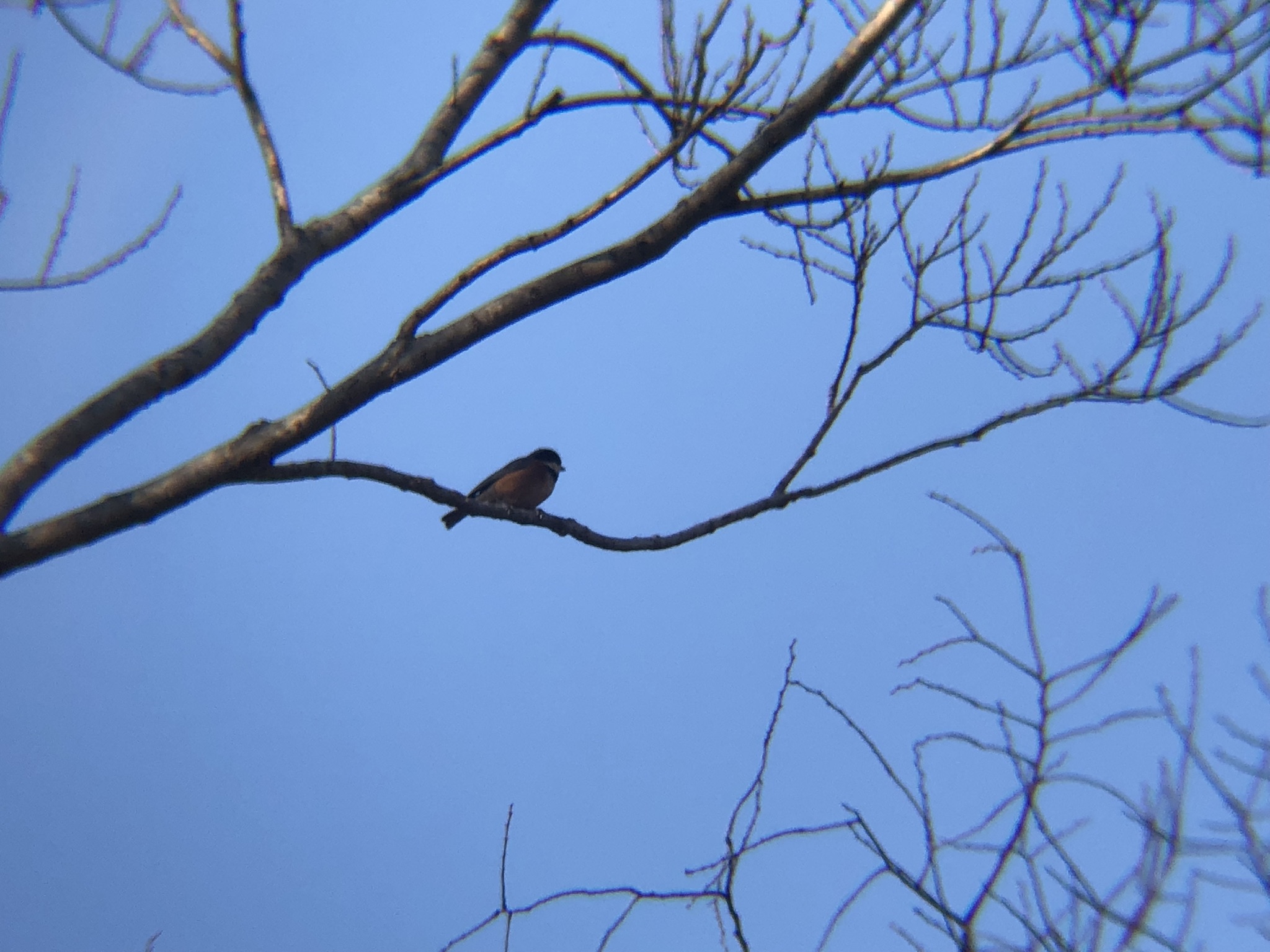 ヤマガラ 牟礼町大町 3月撮影
