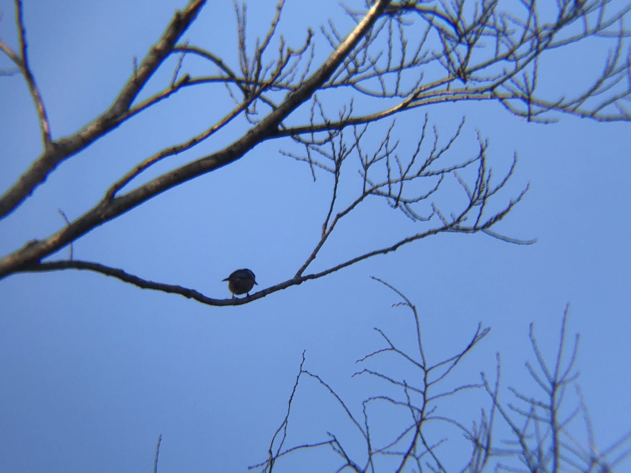 ヤマガラ 牟礼町大町 3月撮影