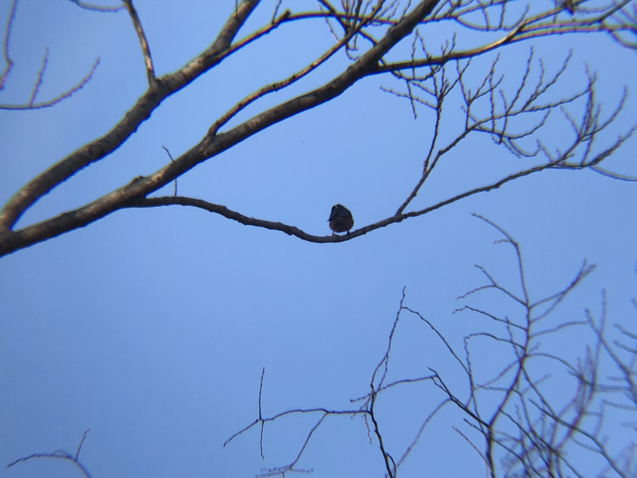 ヤマガラ 牟礼町大町 3月撮影