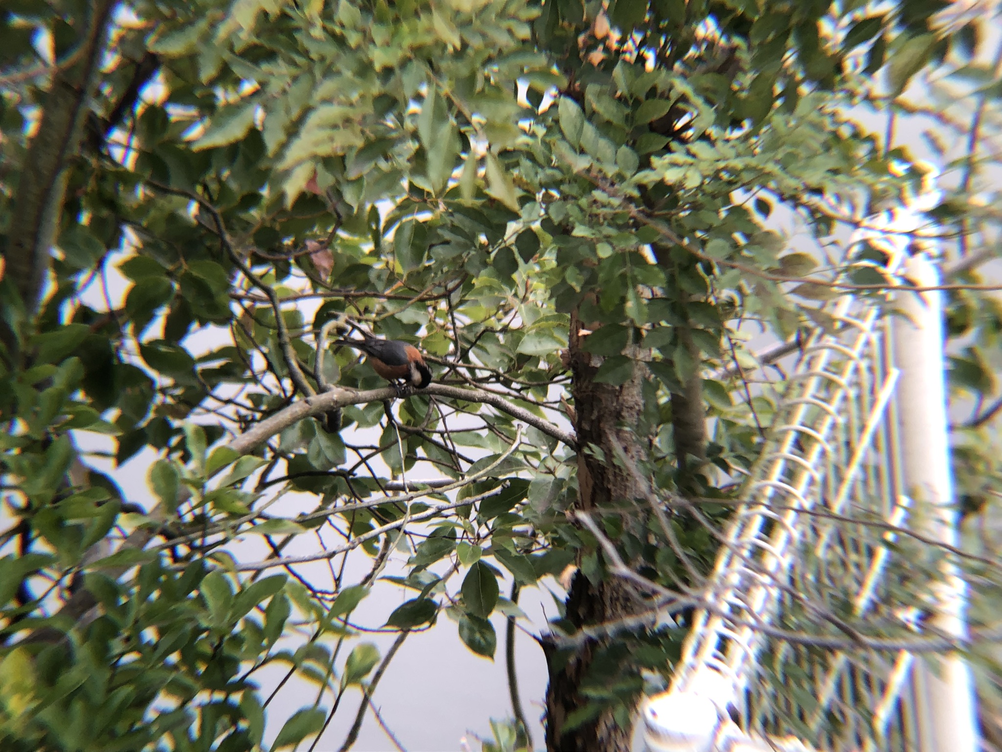 ヤマガラ 牟礼町大町 3月撮影