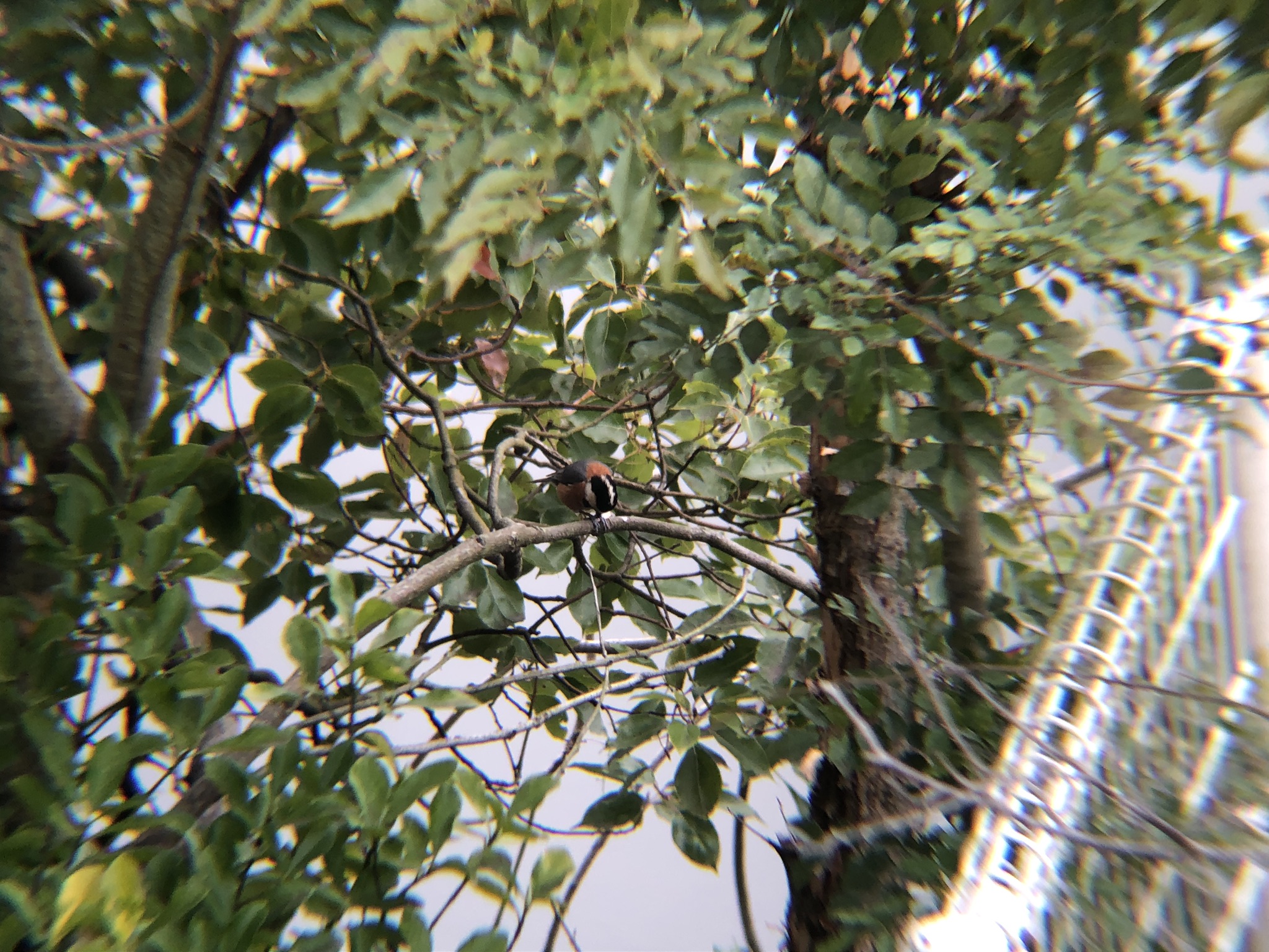 ヤマガラ 牟礼町大町 3月撮影