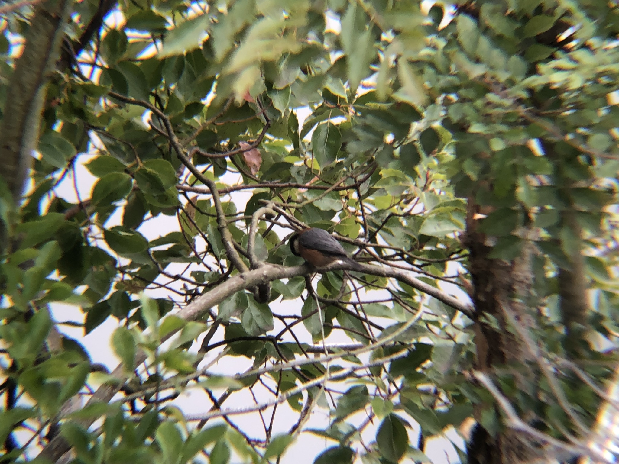 ヤマガラ 牟礼町大町 3月撮影