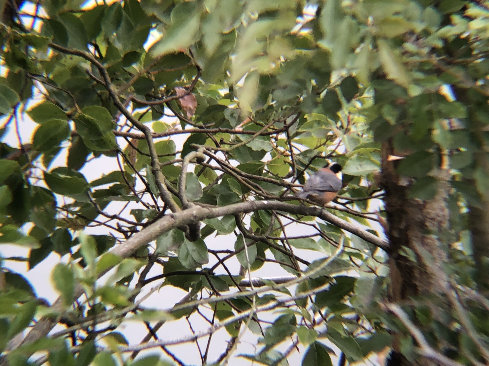 ヤマガラ 牟礼町大町 3月撮影