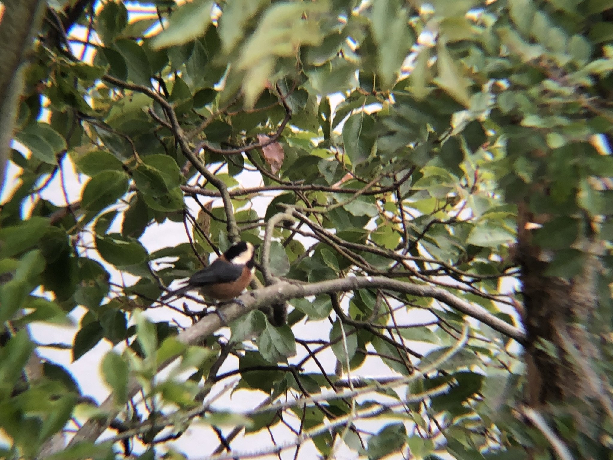 ヤマガラ 牟礼町大町 3月撮影