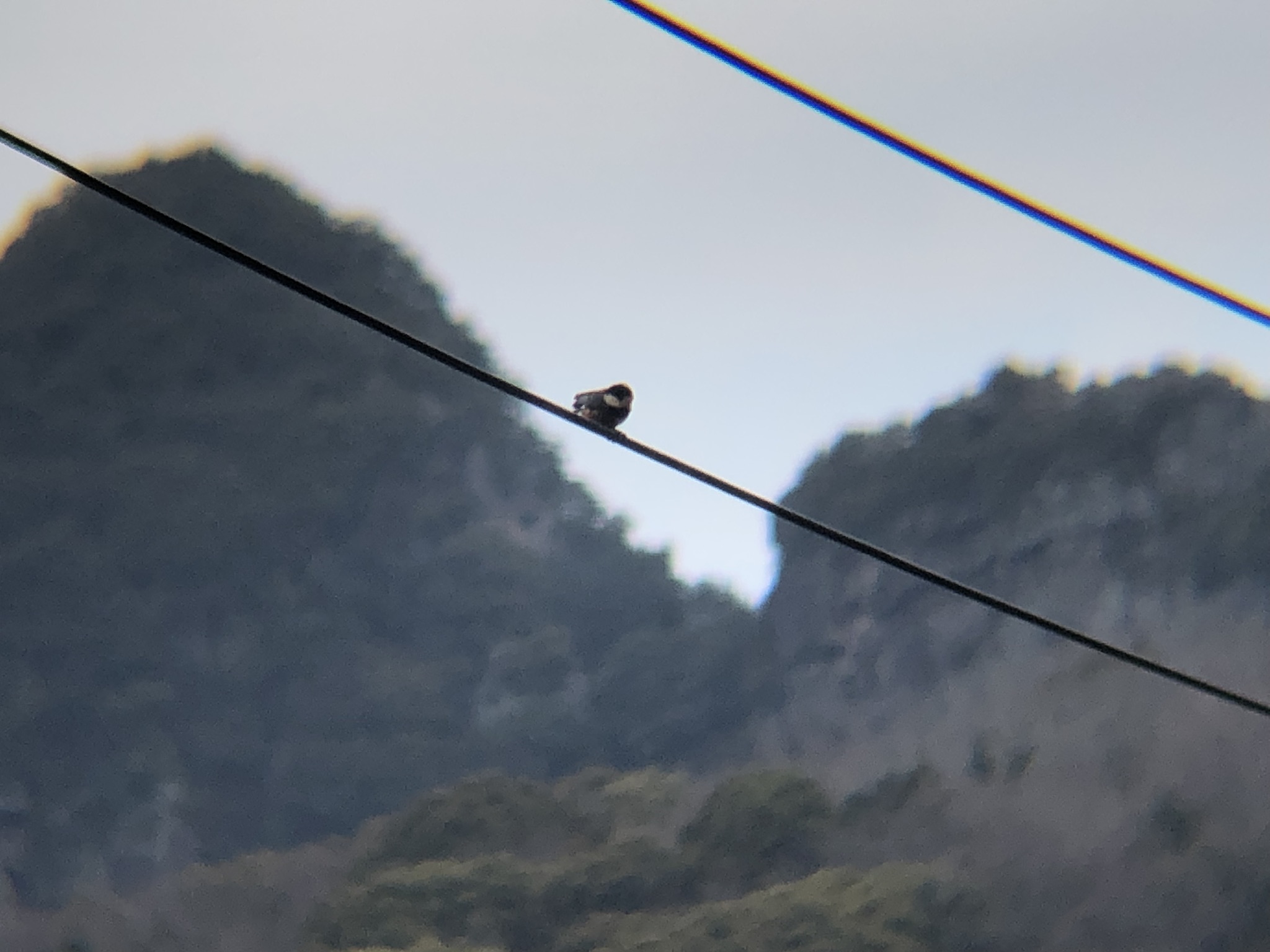ヤマガラ 牟礼町大町 3月