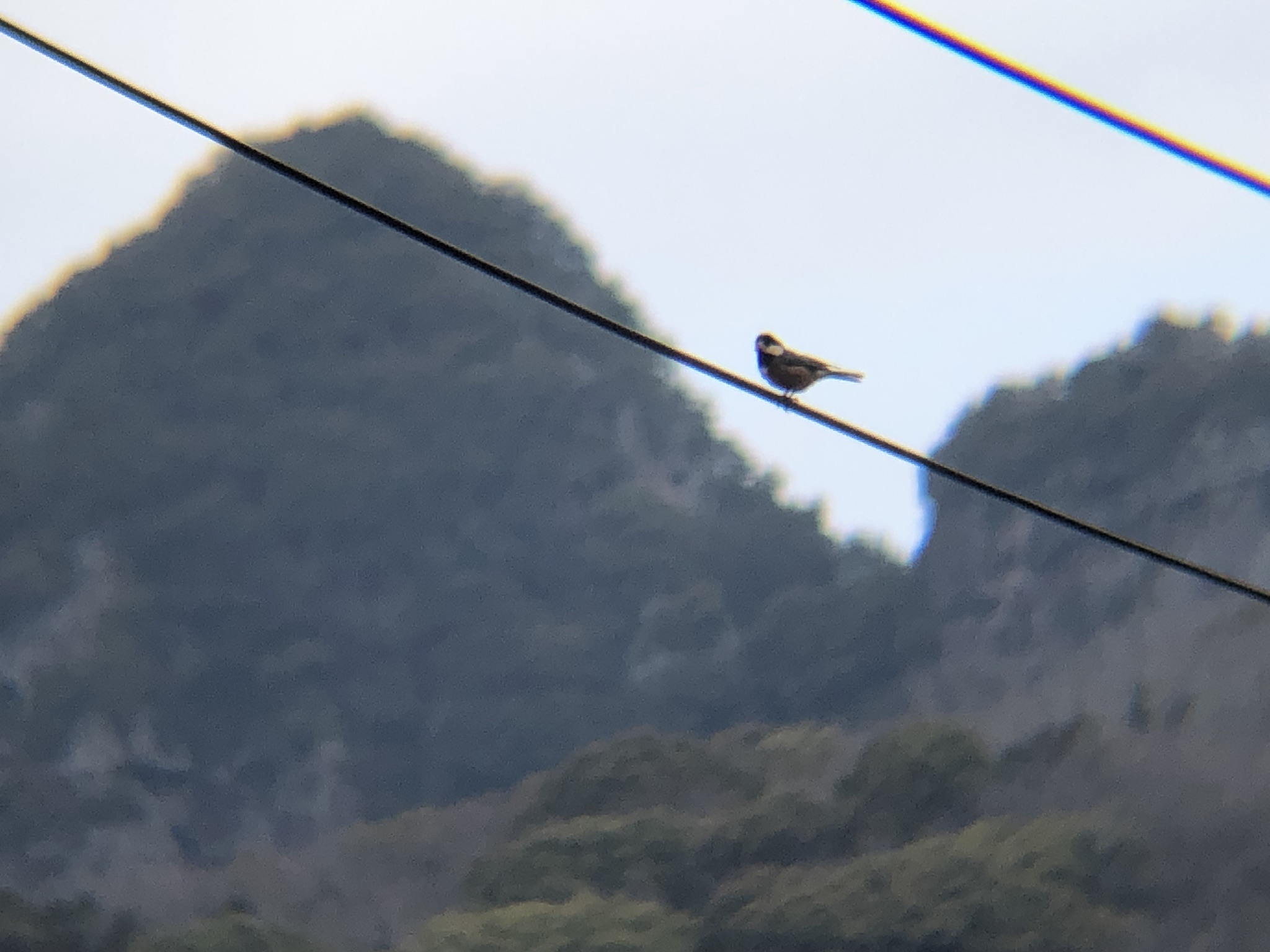 ヤマガラ 牟礼町大町 3月