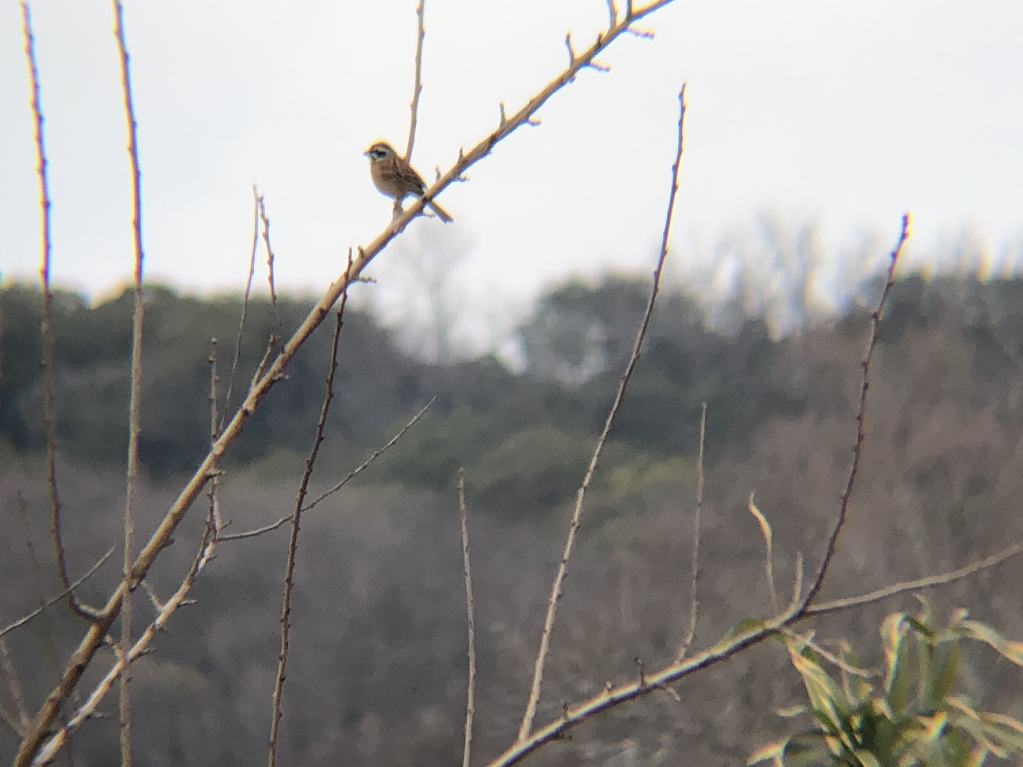 ホオジロ2026年3月