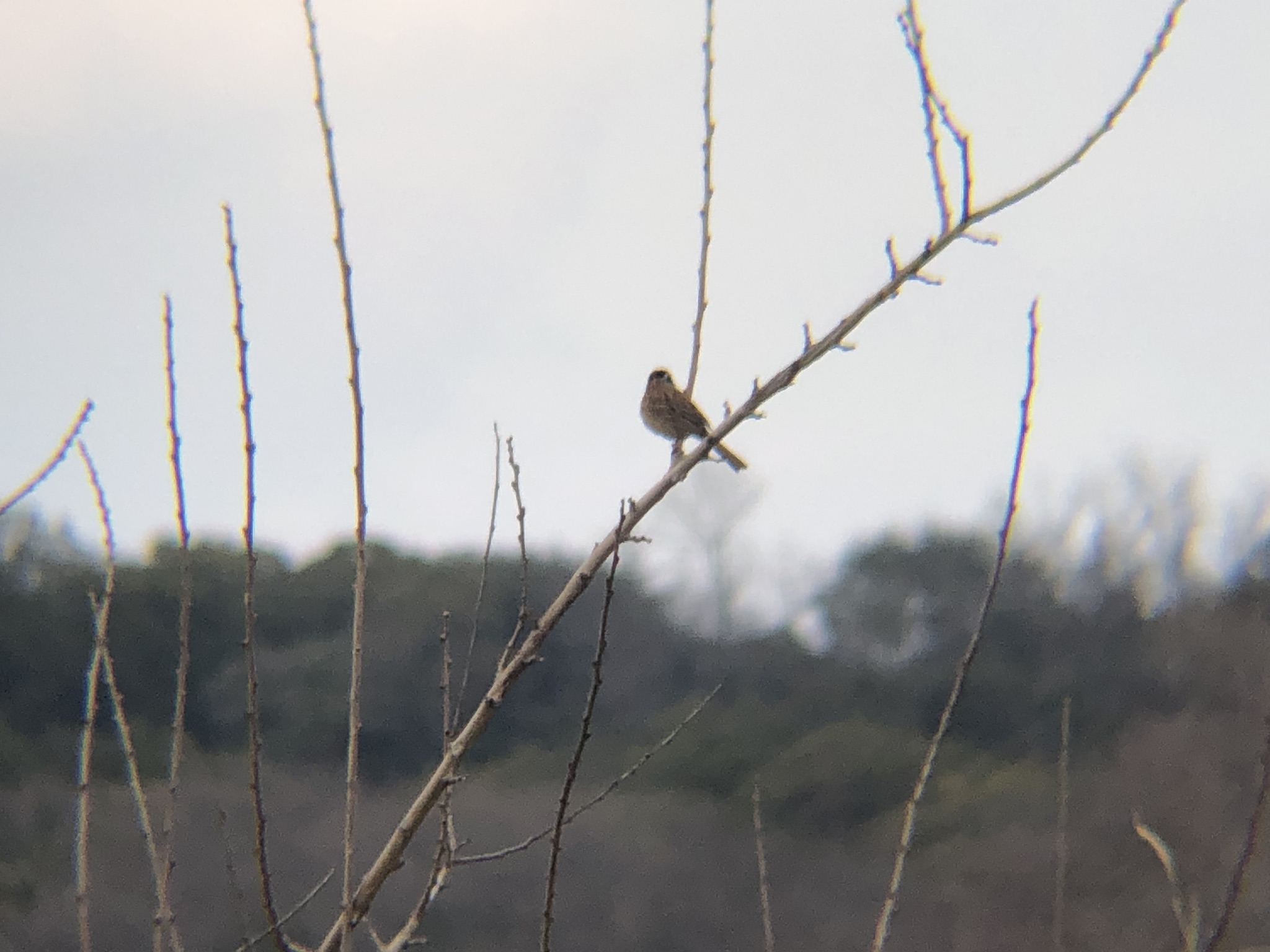 ホオジロ2026年3月