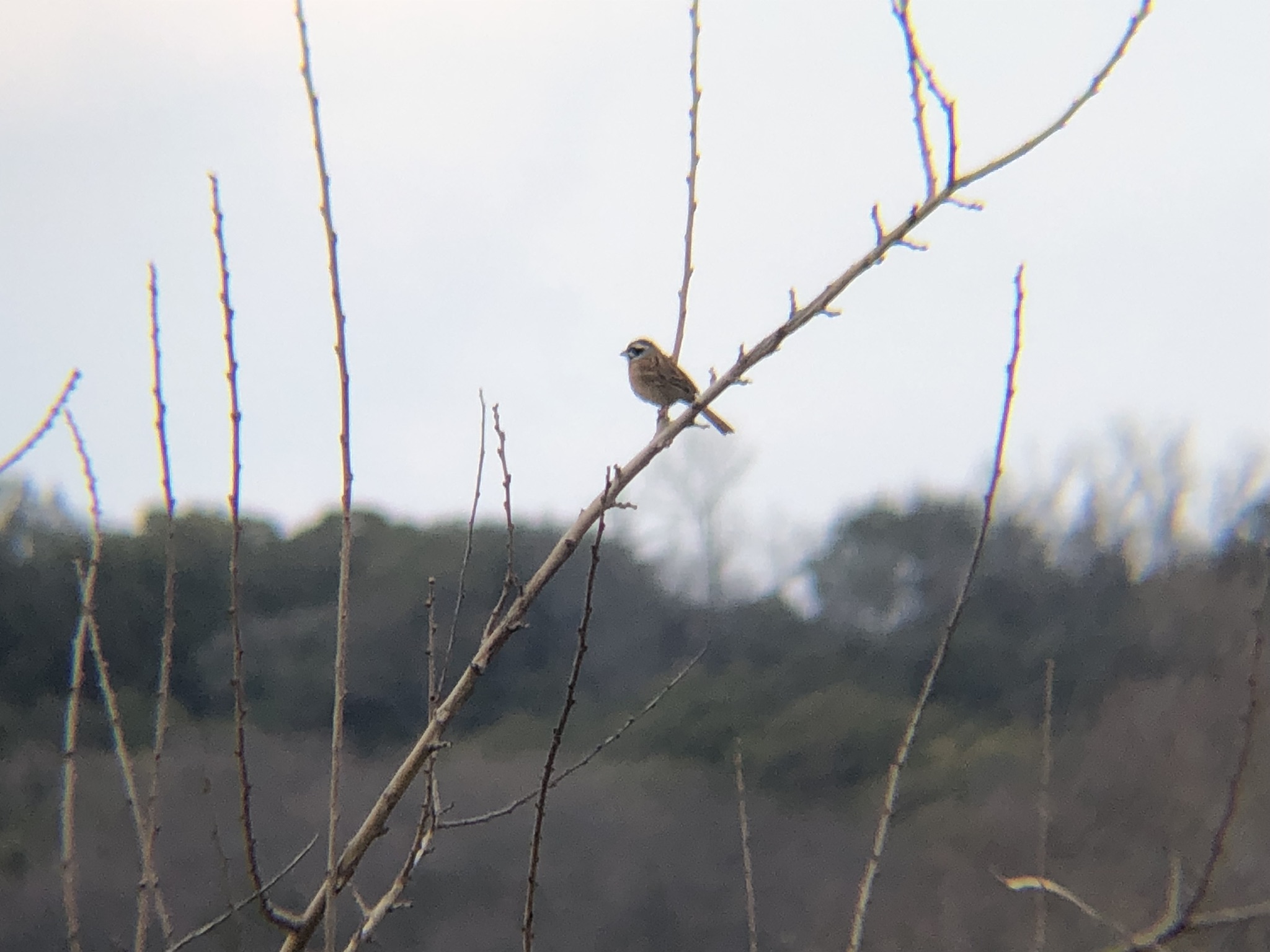 ホオジロ2026年3月