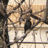 ハッカチョウ 高松市屋島 相引川1月撮影